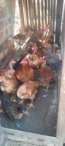Vendo frangas e frangos caipira