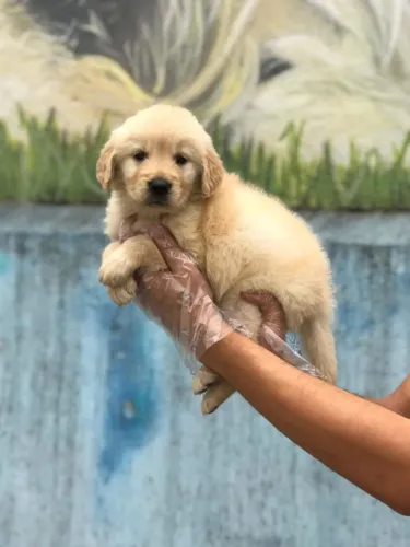 Golden retriever -Filhotes Criados por Quem Entende e Ama a Raça
