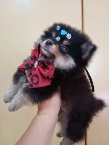 Lulu da pomeranea anao com vacinas e vermifugado em dia