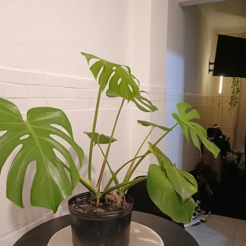 ? Vende-se Monstera Deliciosa