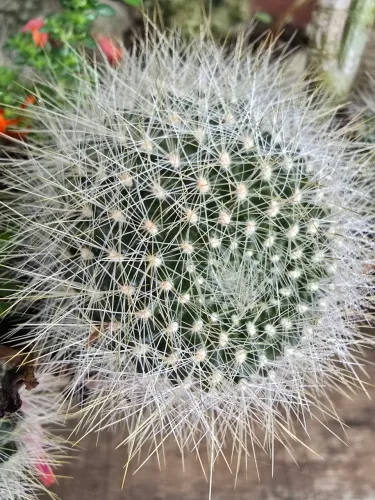 Cactos e suculentas