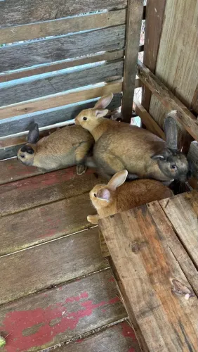 Coelhos