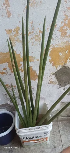 Planta 