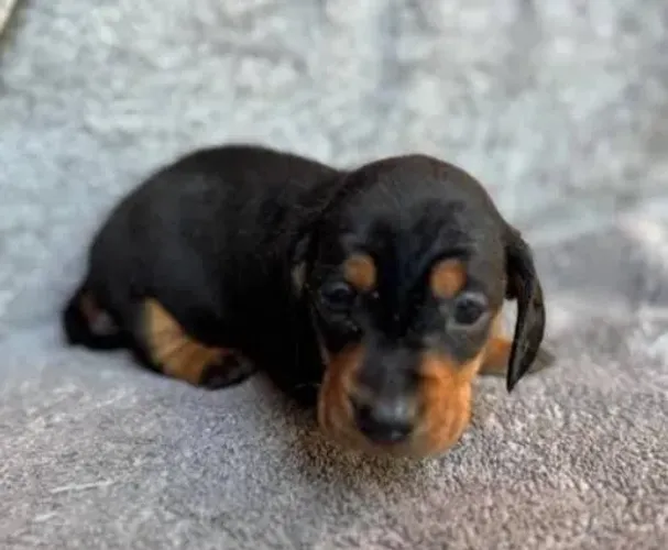 Basset Dachshund Filhotes Belíssimos. 