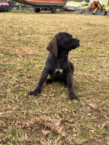 filhotes de fila brasileiro macho