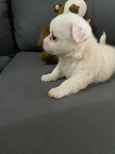 Lindo machinho de chihuahua
