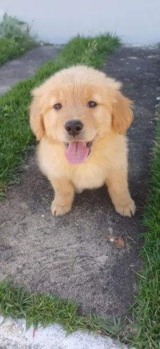 FEMEA DE GOLDEN RETRIEVER