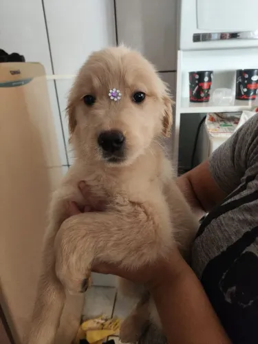 Golden retriever