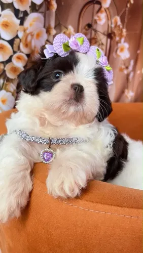Filhotes Shih Tzu - Pedigree - Pronta Entrega