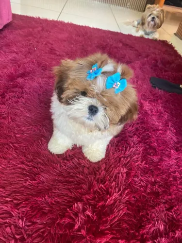 Shih Tzu fêmea