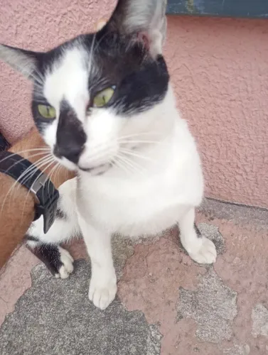 Lindos gatos e gatas Frajolas jovens 