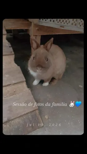 Coelho anão netherland darf
