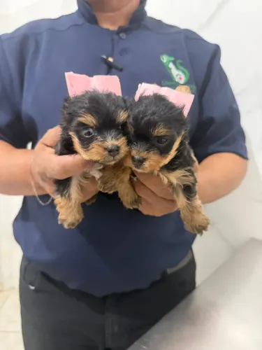 Cachorrinho
