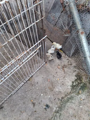 Pintinhos de garnizer 10 reas a unidade