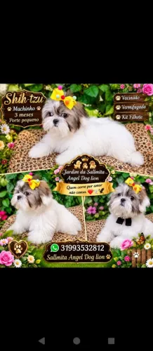 Shih-tzu europeu (porte pequenos) companheiros perfeitos