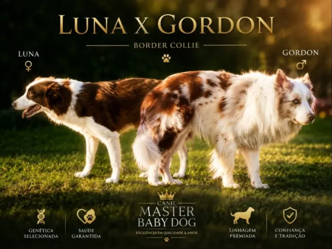 Border collie