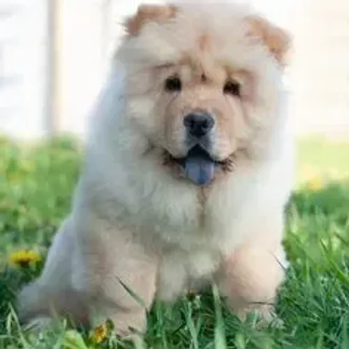 Chow Chow,Chow Chow Filhote Muito Amoroso e Dócil