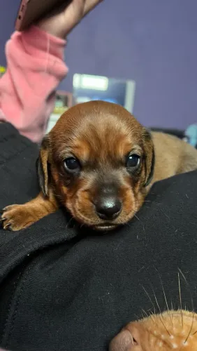 Filhote de Dachshund
