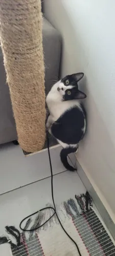 Gatinha filhote para adoção responsável (gato/pet/gata)