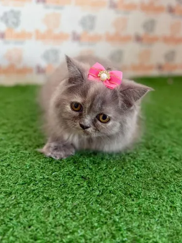 Gato Persa Em Londrina 