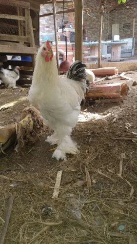 Casal de frango brahma
