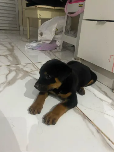 CACHORRO PERDIDO