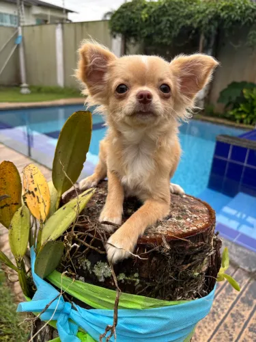Chihuahua fêmea pelo longo 6 meses pedigree