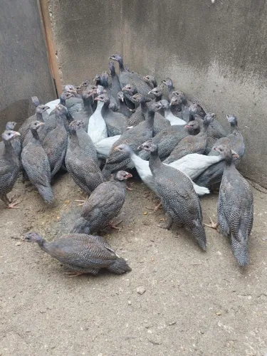 Vendo galinha da angola