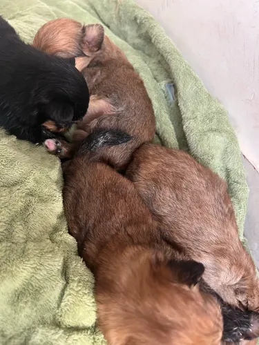 Lindos filhotes de yorkshire R$ 300,00
