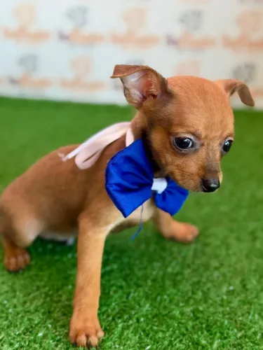 Pinscher em Londrina 