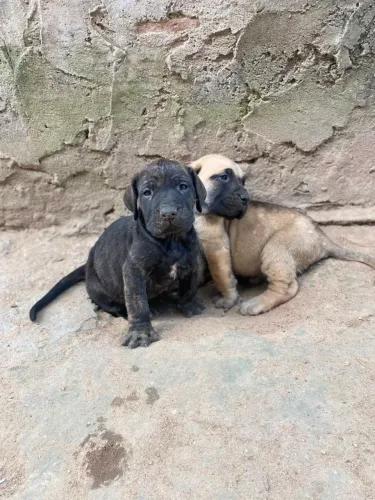 Filhotes de Fila Brasileiro disponiveis - Com Pedigree