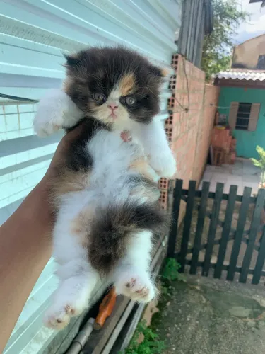 Gato persa fêmea