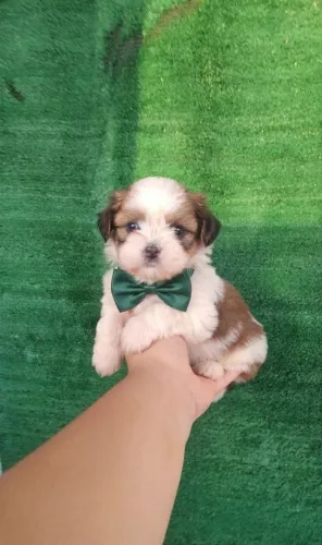 Filhote de Shih Tzu Macho