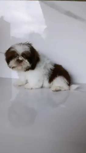 Lindo Machinho de Shihtzu