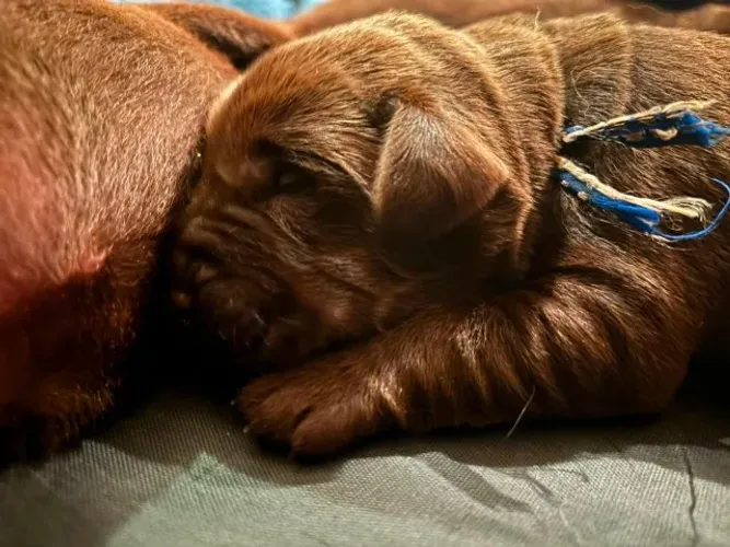 Filhotes de Labrador com Pedigree - Macho Chocolate e Femea Preta