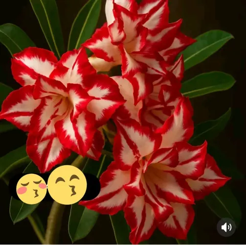 Rosa do deserto 