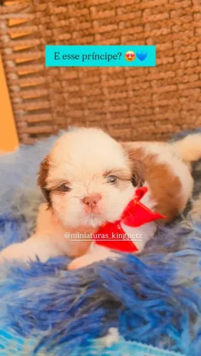 Shih-tzu macho exelente padrão