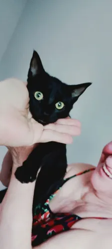 Filhote de gato