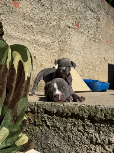 Filhotes de American Bully blue s/pedigree