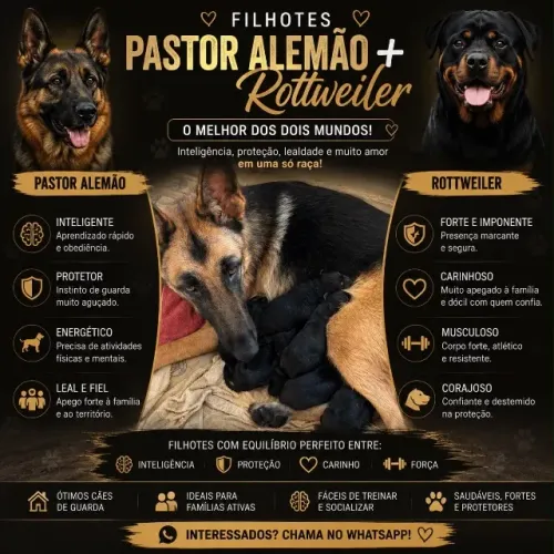 Filhote de Rottwailer com Pastor