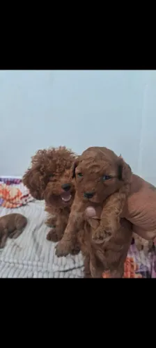 Poodle red