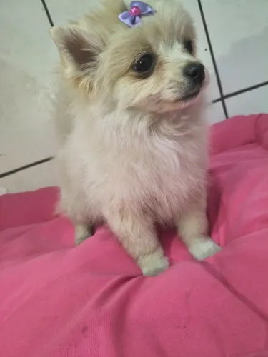 Última fêmea de Spitz alemão vacinada e vermífugada 