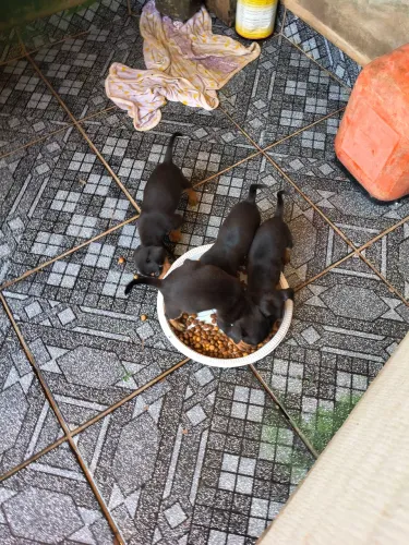 VENDO CACHORRINHO PINSCHER NÚMERO UM