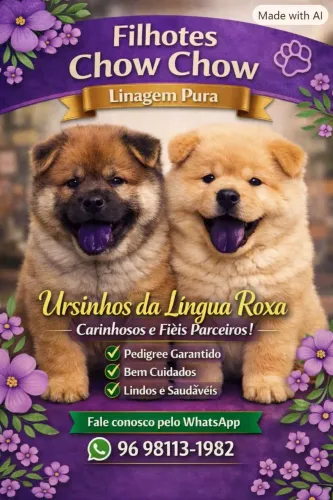 Filhotes de Chow Chow 