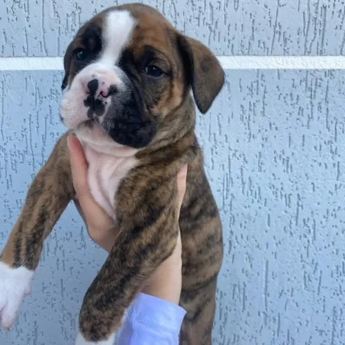 boxer filhote último macho europeu 