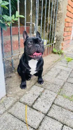 Buldogue francês 