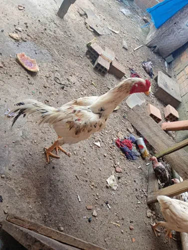 Vende ser essa galo moura