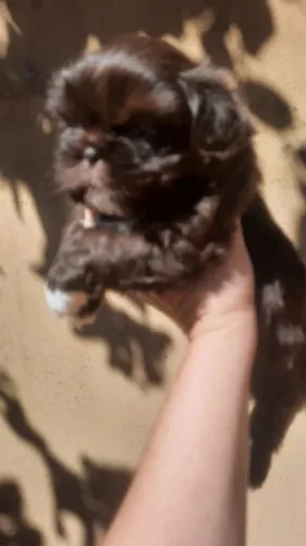 Lindo filhote de shih tzu macho