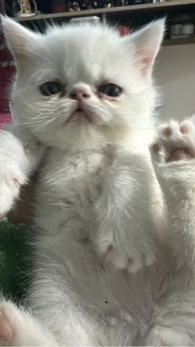 Gato persa