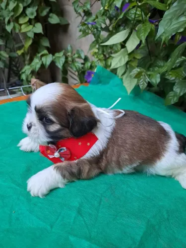 Filhote Shih-tzu com pedigree 